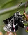 Copanarta sexpunctata - Hodges#10168 - photo 4