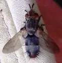Copecrypta ruficauda