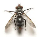 Copecrypta ruficauda - photo 3