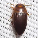 Copelatus caelatipennis