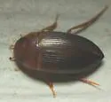Copelatus caelatipennis - photo 2