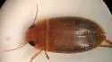 Copelatus caelatipennis - photo 3