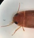 Copelatus caelatipennis - photo 4