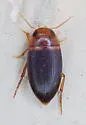 Copelatus caelatipennis - photo 5