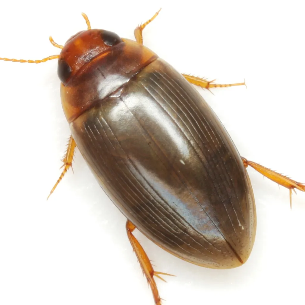 Chevrolat's Dytiscid - photo 2