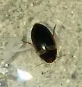 Copelatus cubaensis