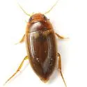 Copelatus debilis