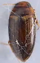 Copelatus debilis - photo 3