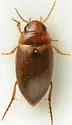 Copelatus debilis - photo 4