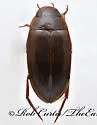 Copelatus distinctus - Copelatus distinctus