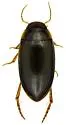 Copelatus distinctus - photo 2