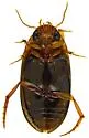 Copelatus distinctus - photo 3