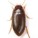 Copelatus distinctus - photo 4