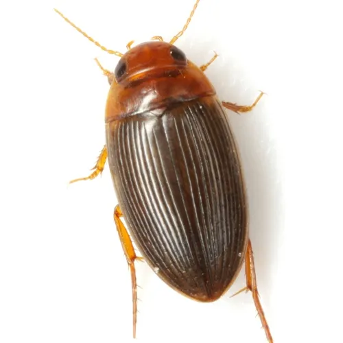 Copelatus glyphicus