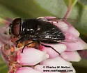 Anna's Bromeliad Fly