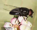 Anna's Bromeliad Fly - photo 3