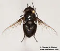 Anna's Bromeliad Fly - photo 4