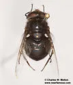 Anna's Bromeliad Fly - photo 5