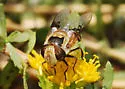 Copestylum apiciferum