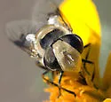 Copestylum apiciferum - photo 2