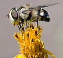 Copestylum apiciferum - photo 3