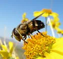 Copestylum apiciferum - photo 4