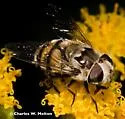 Yellow-spotted Bromeliad Fly