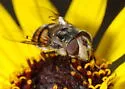 Yellow-spotted Bromeliad Fly - photo 2