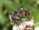 Yellow-spotted Bromeliad Fly - photo 3