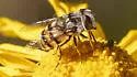Yellow-spotted Bromeliad Fly - photo 5