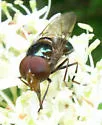 Violet Bromeliad Fly