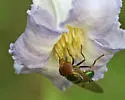 Violet Bromeliad Fly - photo 2