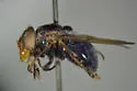 Violet Bromeliad Fly - photo 4