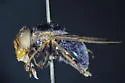 Violet Bromeliad Fly - photo 5