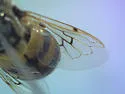 Hairy-horned Bromeliad Fly