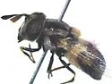 Hairy-horned Bromeliad Fly - photo 2