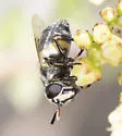 Hairy-horned Bromeliad Fly - photo 3