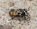 Hairy-horned Bromeliad Fly - photo 4