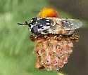 Hairy-horned Bromeliad Fly - photo 5