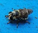 Florida Bromeliad Fly - photo 2