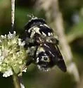 Florida Bromeliad Fly - photo 3
