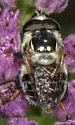 Florida Bromeliad Fly - photo 5