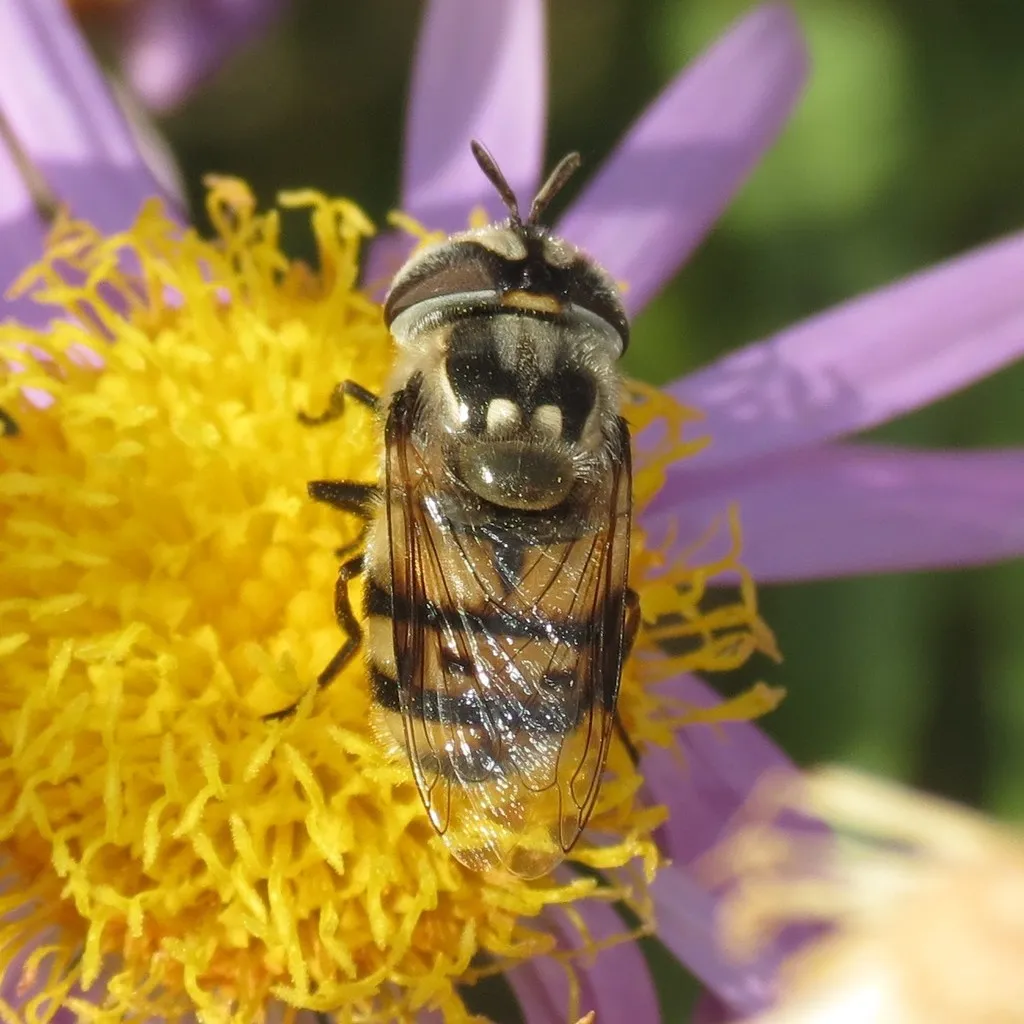 Copestylum fornax - photo 2