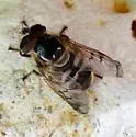 Copestylum fraudulentum - Copestylum fraudulentum