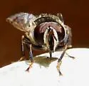 Copestylum fraudulentum - photo 3