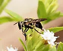 Copestylum fraudulentum - photo 5