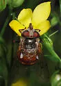 Haag's Bromeliad Fly