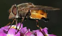 Haag's Bromeliad Fly - photo 2