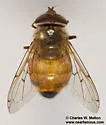 Haag's Bromeliad Fly - photo 4