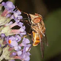 Haag's Bromeliad Fly - photo 5